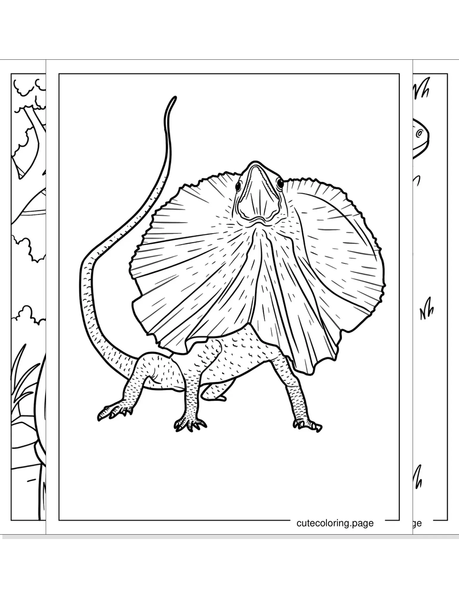 lizard coloring pages coloring page