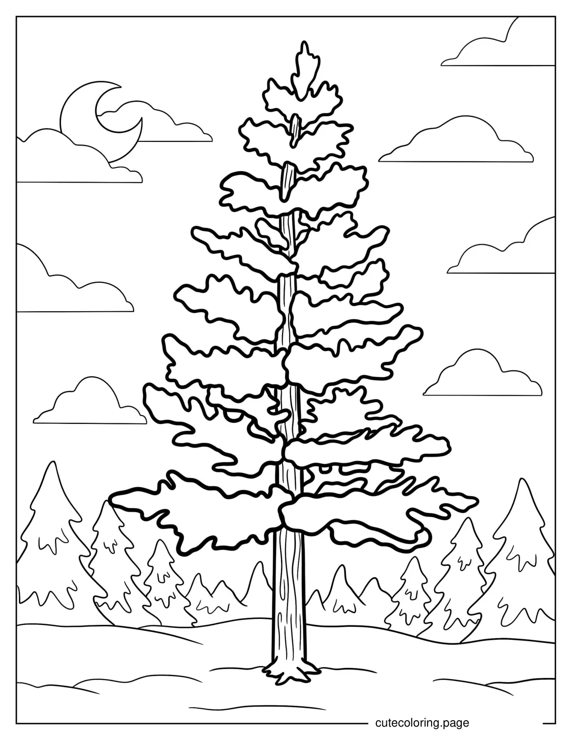 Pine Tree Coloring Page coloring page